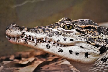 Cuban Crocodile Face Close Up
