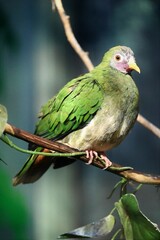 Jambu Fruit Dove Perched on a Branch
