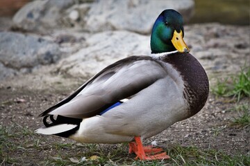 Mallard Duck Full Body, Watching
