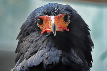 Bateleur Eagle Face Close Up
