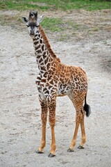 Young Masai Giraffe Standing Alone
