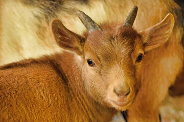 Fototapeta premium Baby Nigerian Dwarf Goat Watching