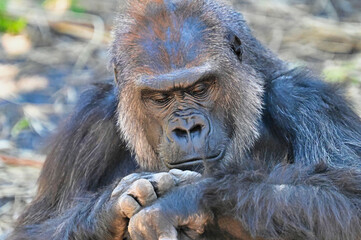 Western Lowland Gorilla Checking the Time