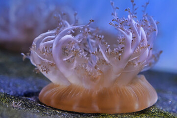Upside-down Jellyfish, Close Up