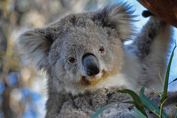 Obraz premium Koala in a Tree, Watching