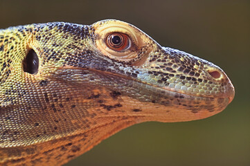 Komodo Dragon Face Close Up