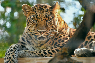 Amur Leopard Close Up, Watchful - obrazy, fototapety, plakaty