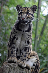 Fototapeta na wymiar Young Snow Leopard Perched on a Stump