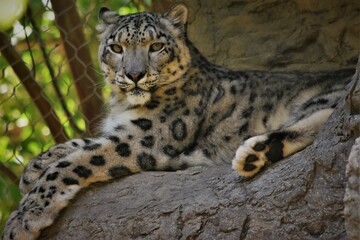 Snow Leopard Lying and Watching
