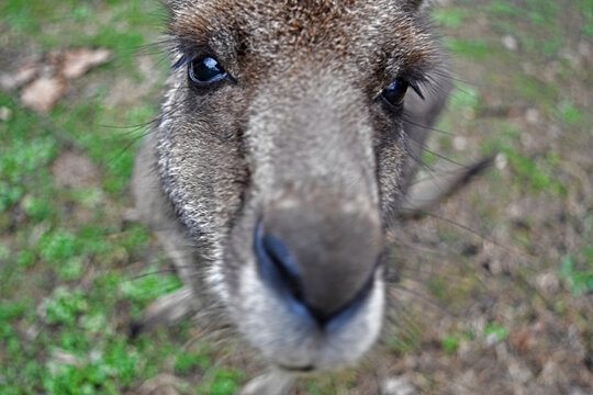 Eastern Gray Kangaroo Face Close Up