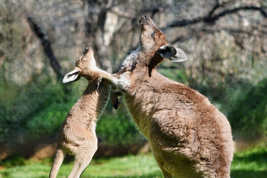 Western Gray Kangaroo - Mother and Child Hug