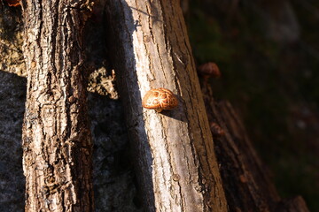 シイタケ栽培