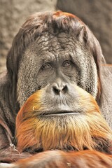 Sumatran Orangutan Male Face Close Up
