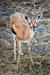 Young Oryx (Gemsbok) Standing and Watching
