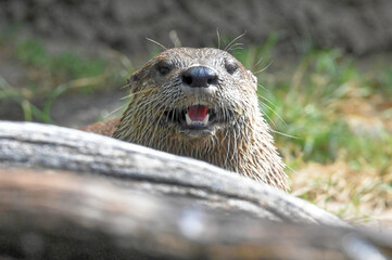 North American Otter Face Close Up
