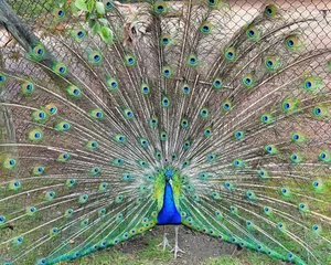 Fotobehang Indian Peafowl Feathers Fanned Out © Andrew