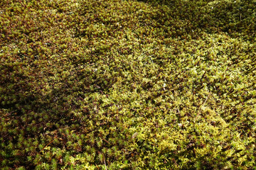 生き生きとした苔