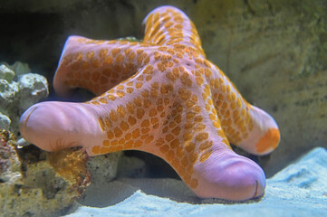 Granulated Sea Star on a Rock and Sand