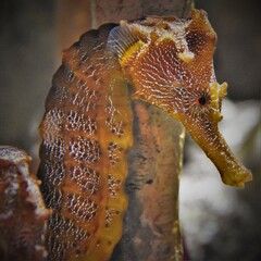 Orange Pacific Seahorse Face Close Up
