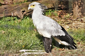 Secretary Bird Sitting in the Sun
