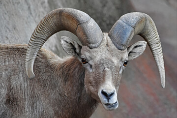 Obraz premium Desert Bighorn Sheep Face Close Up, Jaw Askew