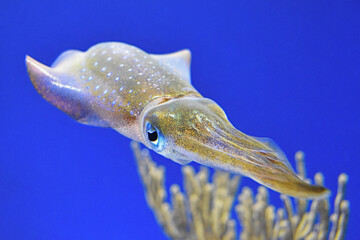 Bigfin Reef Squid Floating in Front of Coral