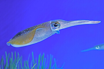 Bigfin Reef Squid Floating in the Water