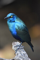 Blue-eared Starling Perched on a Log
