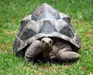 Aldabra Tortoise Crawling in the Grass