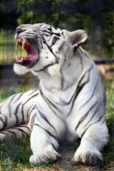 White Tiger Lying and Growling

