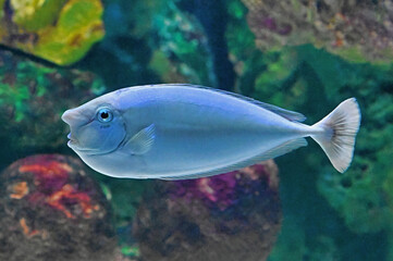 Bignose Unicornfish, Blue Swimming in Front of Colored Rocks