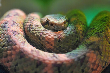 Eyelash Palm Pit Viper Face Close Up