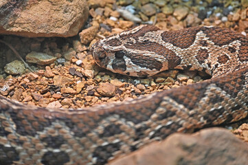 Palestine Viper Face Close Up