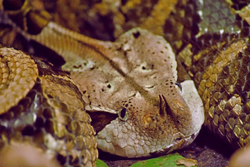West African Gaboon Viper Face Close Up - obrazy, fototapety, plakaty