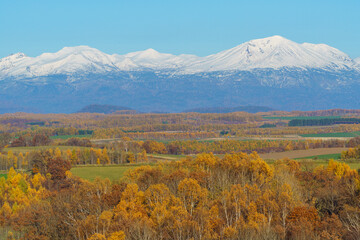 唐松の紅葉と十勝岳連峰　晩秋の北海道美瑛観光