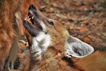 Young Maned Wolf Looking at Mother  © Andrew