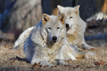Obraz premium Gray Wolf Pair Lying and Watching