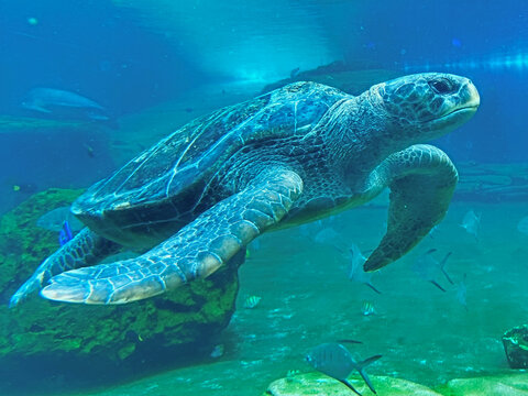 Sea Turtle Swimming Under Water