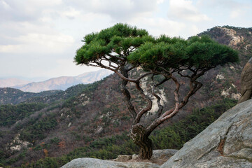 관악산 소나무