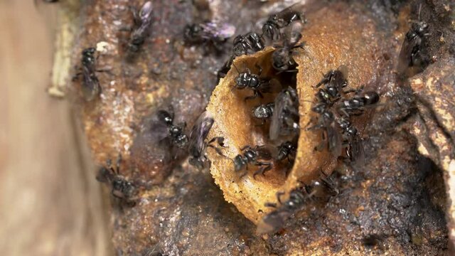 Stingless bees or trigona meliponini hive industry. A colony of stingless bees on beehive.