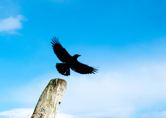 Bird taking off in motion