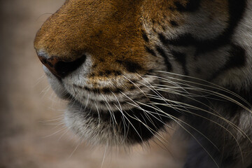 beautiful face of a tiger close-up in profile