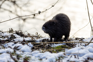 Obraz premium Ein Nutria im Winter in der Seitenansicht an Land auf Nahrungssuche