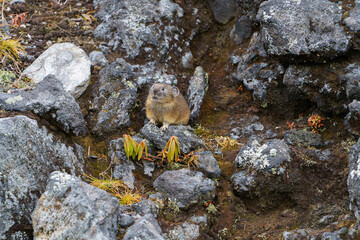 北海道　秋のナキウサギ