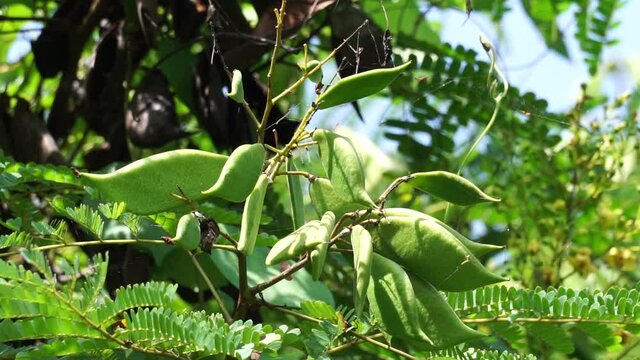 Biancaea sappan (Caesalpinia sappan L., sappanwood, secang, sepang, Indian redwood) with natural background. This plant in Indonesia is used as drink and herbal medicine.