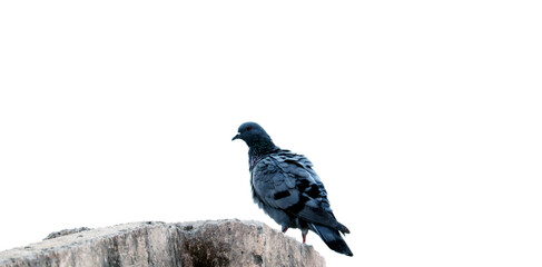 single pigeon sitting on roof top 