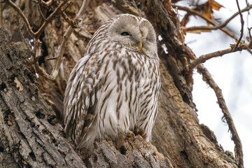 エゾフクロウ　北海道の野生動物