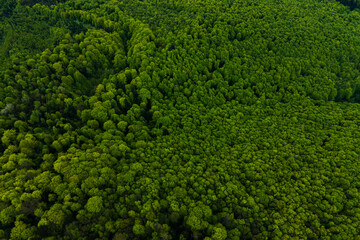 Aerial view of dark mixed pine and lush forest with green trees canopies