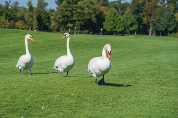 Three white swans walk on the green grass on the lawn on a sunny day