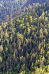 Top view of the green treetops of coniferous forests in mountain